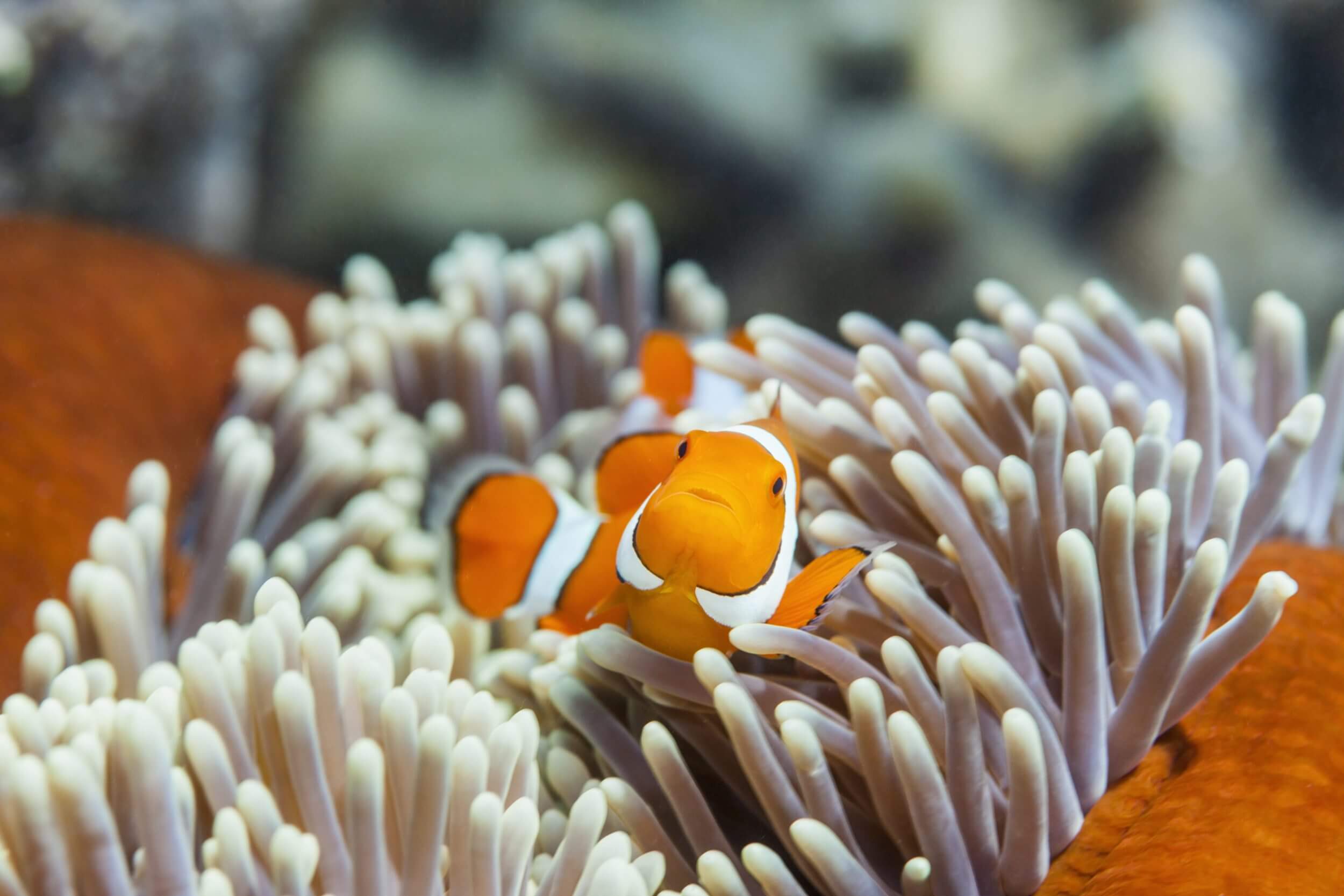Australian Fundraising is partnering with the Great Barrier Reef Foundation in 2022.