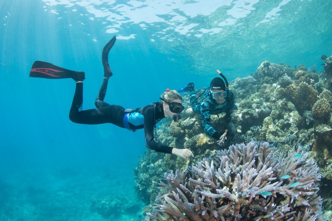 Coral restoration on the Great Barrier Reef. 