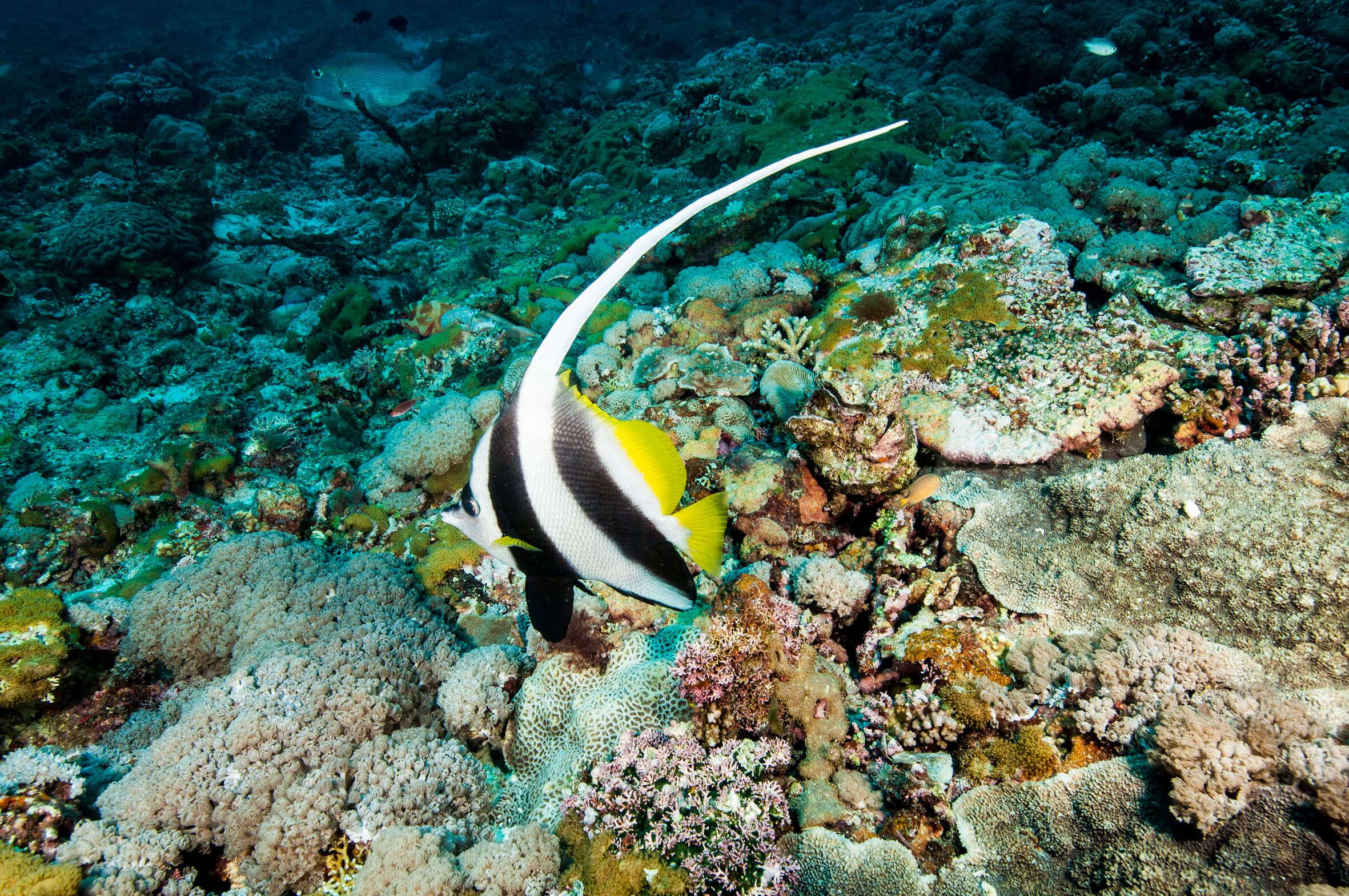 New Partnership! Great Barrier Reef Foundation featured image