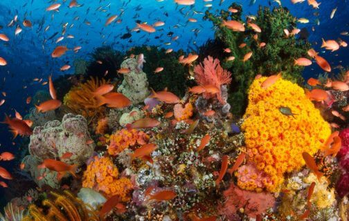 Celebrate World Reef Day!
