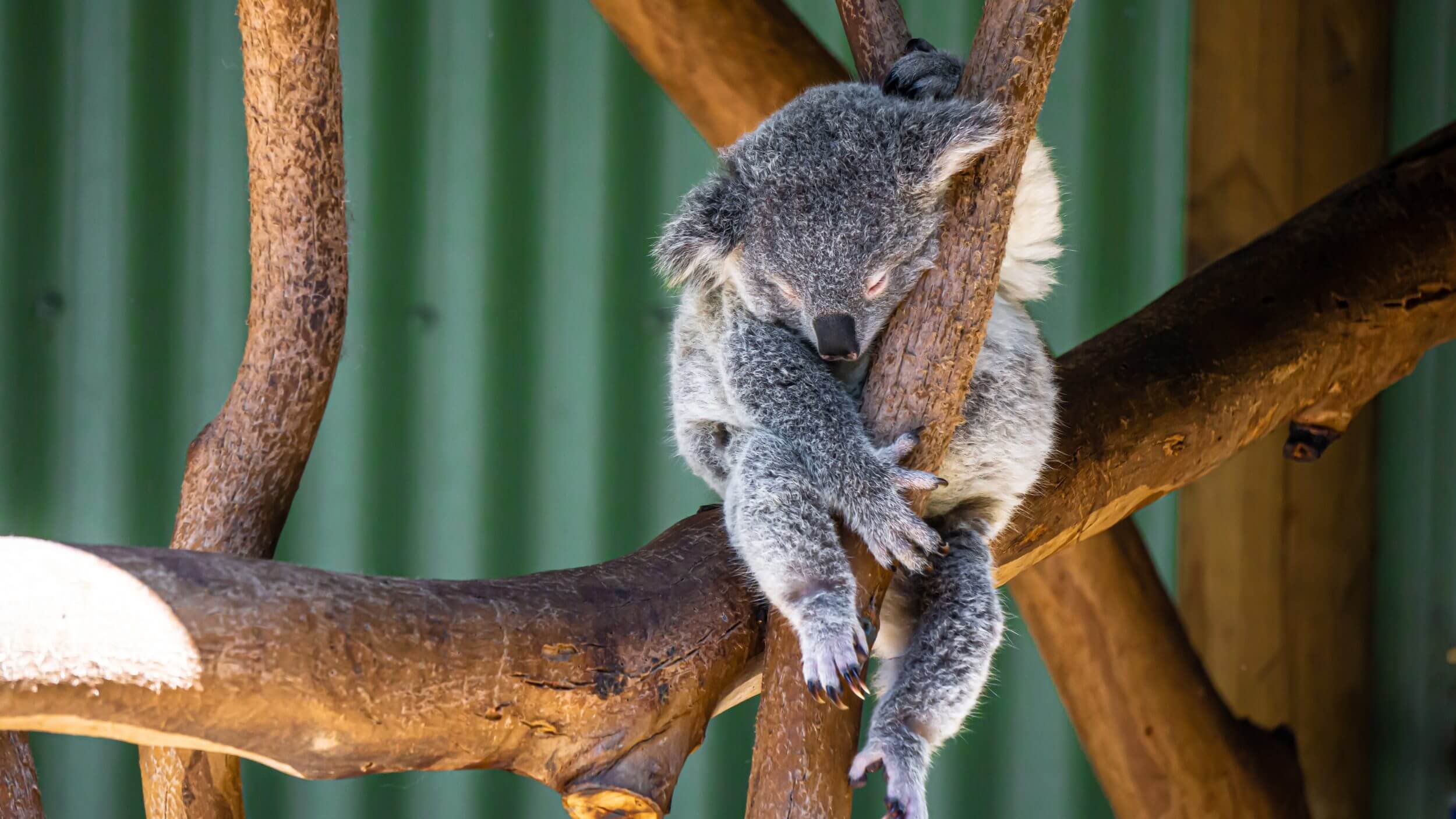 Help save our home! Endangered Koalas need help.