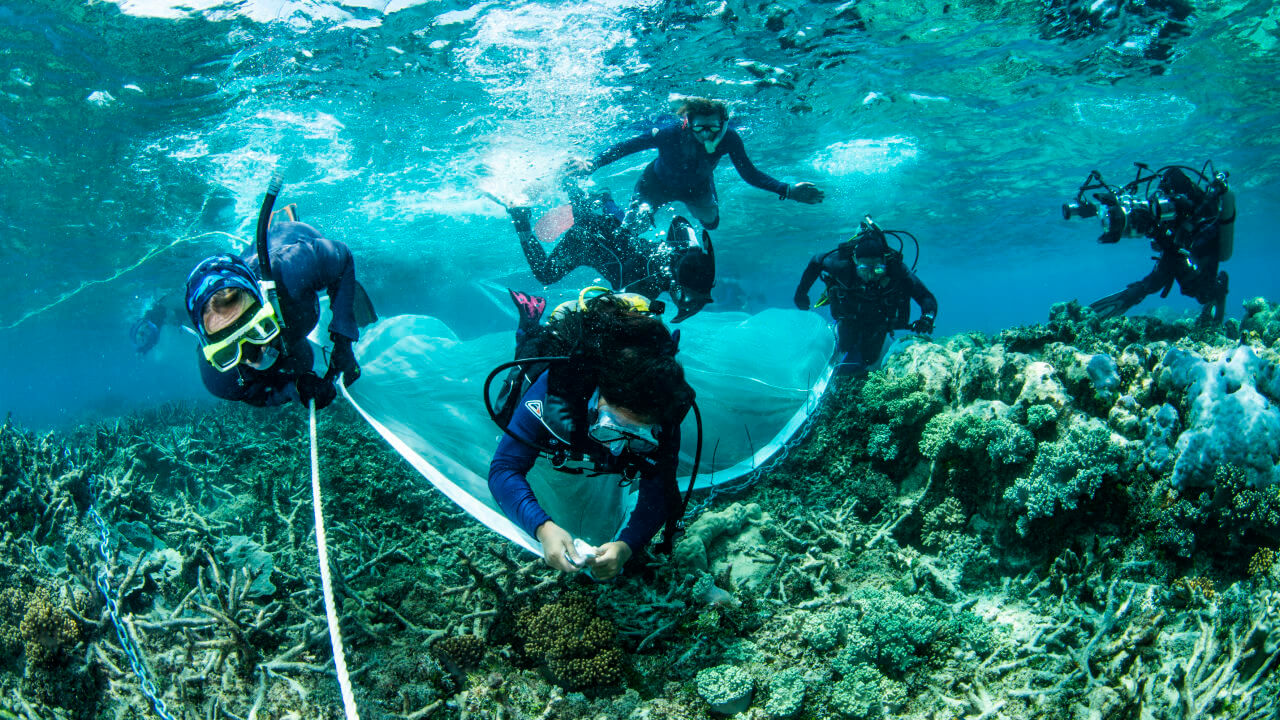 The team deliver coral babies onto damaged areas of the Reef.