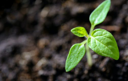 Tree Planting Fundraiser: 5 Secrets to Success