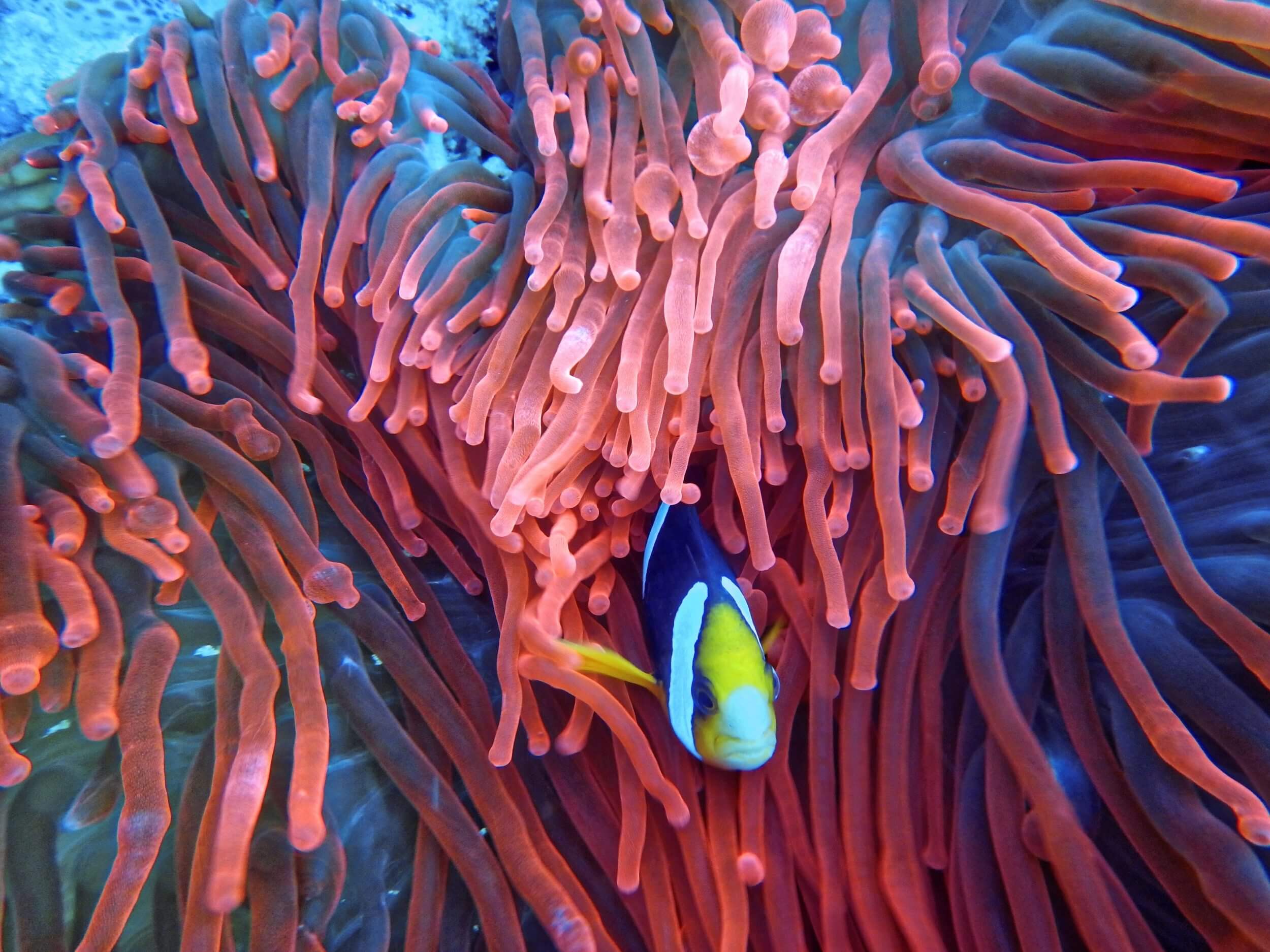 Great Barrier Reef Holiday image