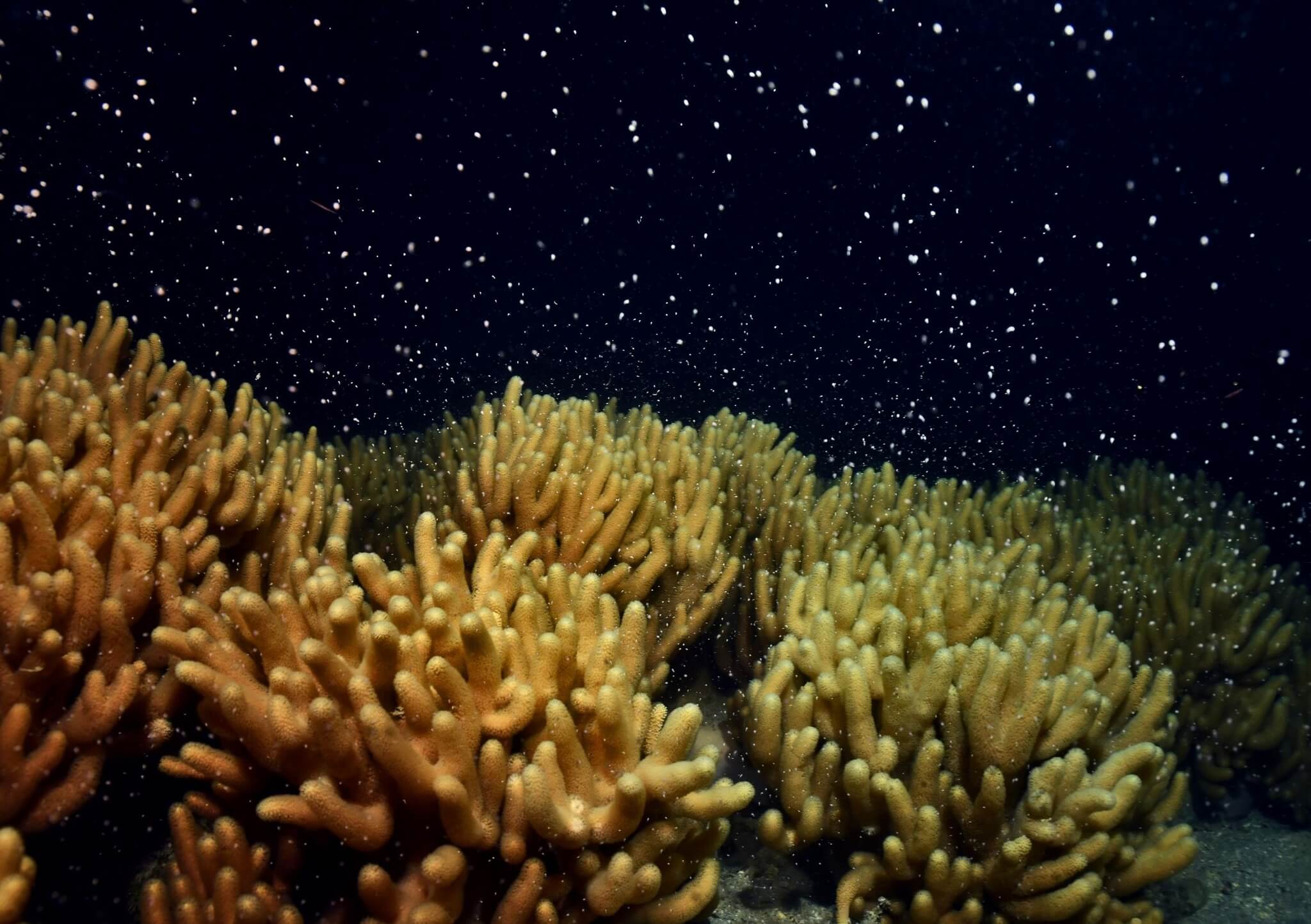 Coral Babies Planted on the Reef featured image