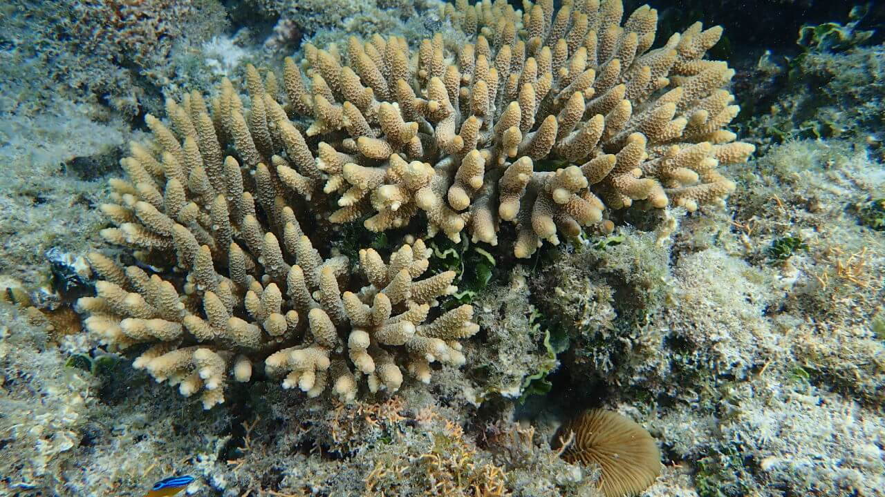 A coral planted through coral IVF trials on the Reef in 2016 are thriving and already producing their own coral babies.